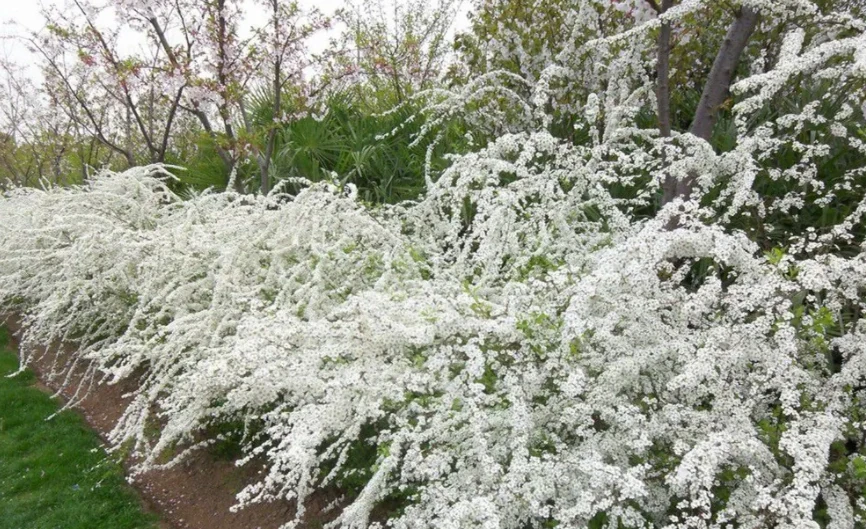 這12種耐寒花卉,可耐零下20度,適合粗養也可地植
