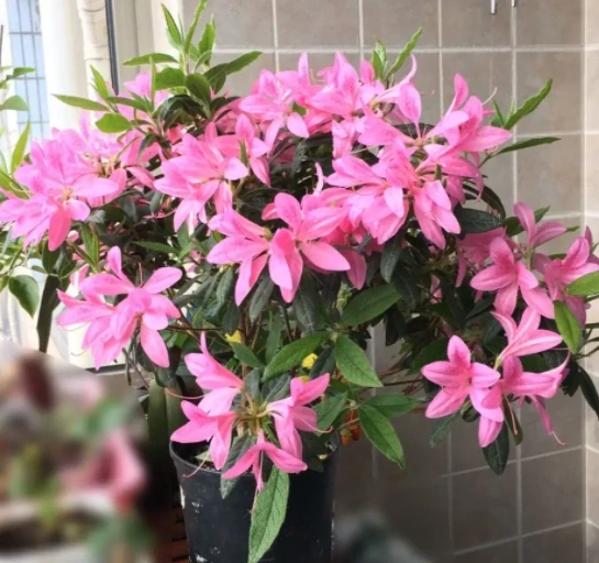 這12種耐寒花卉,可耐零下20度,適合粗養也可地植