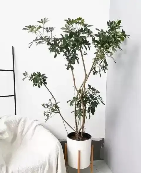 鴨腳木寓意「招財進寶」,立冬後別犯「4種錯」,才能長得美