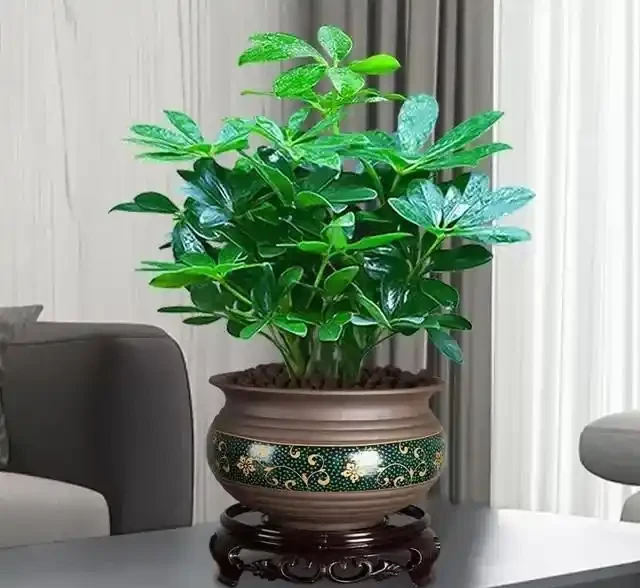鴨腳木寓意「招財進寶」,立冬後別犯「4種錯」,才能長得美