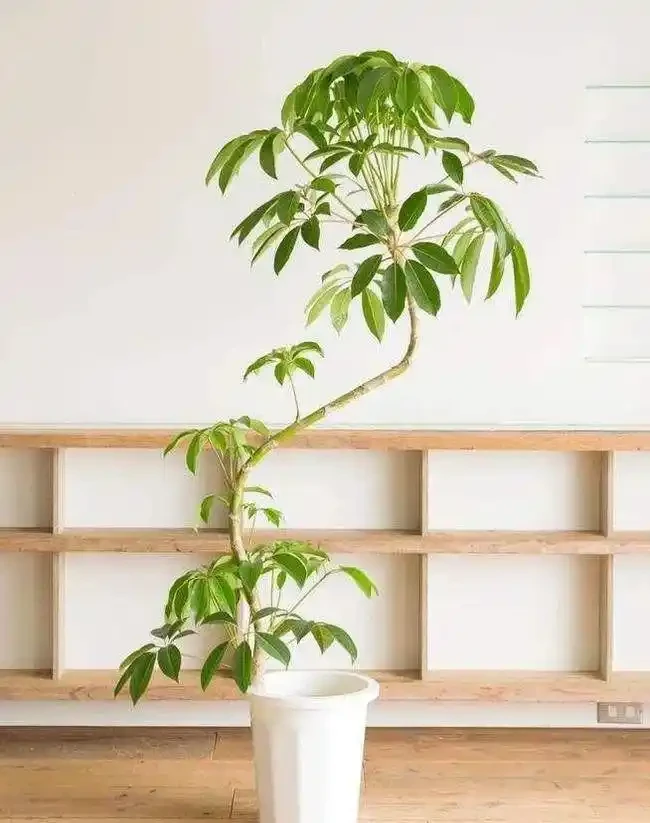 鴨腳木寓意「招財進寶」,立冬後別犯「4種錯」,才能長得美