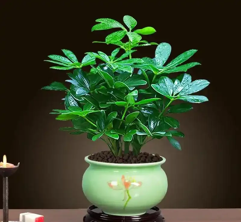 鴨腳木寓意「招財進寶」,立冬後別犯「4種錯」,才能長得美
