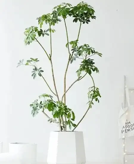 鴨腳木寓意「招財進寶」,立冬後別犯「4種錯」,才能長得美