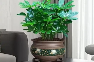 鴨腳木寓意「招財進寶」，立冬後別犯「4種錯」，才能長得美