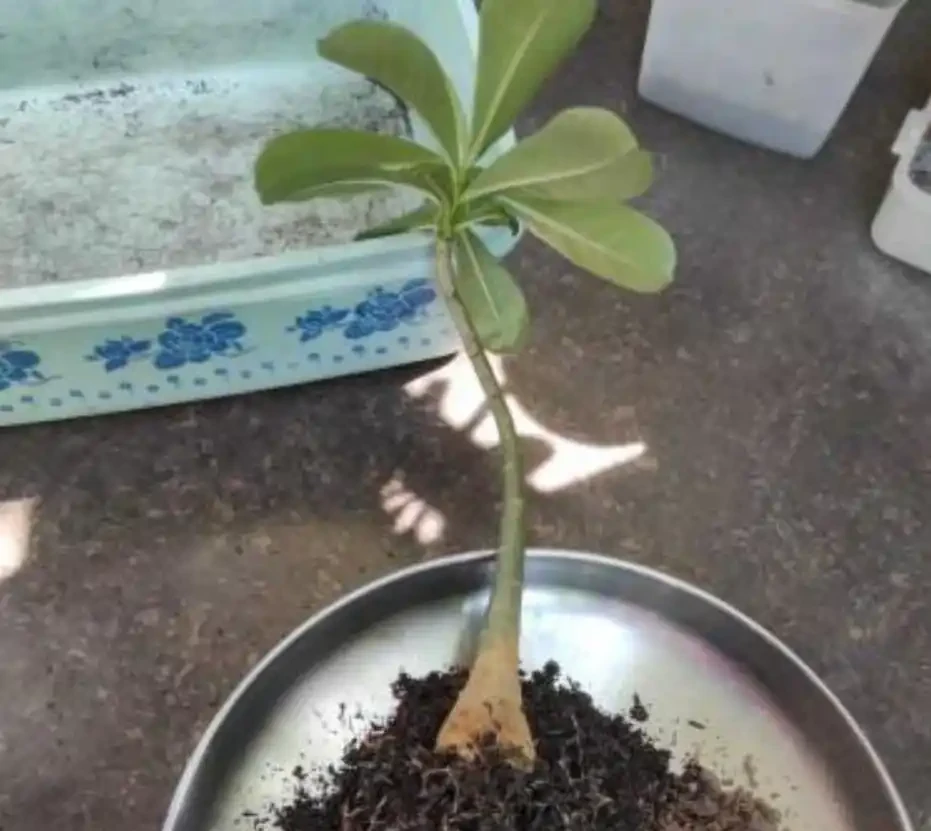 沙漠玫瑰枝條插枝指南,做好4點,來年可收穫多盆新盆栽