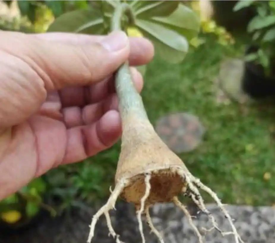 沙漠玫瑰枝條插枝指南,做好4點,來年可收穫多盆新盆栽
