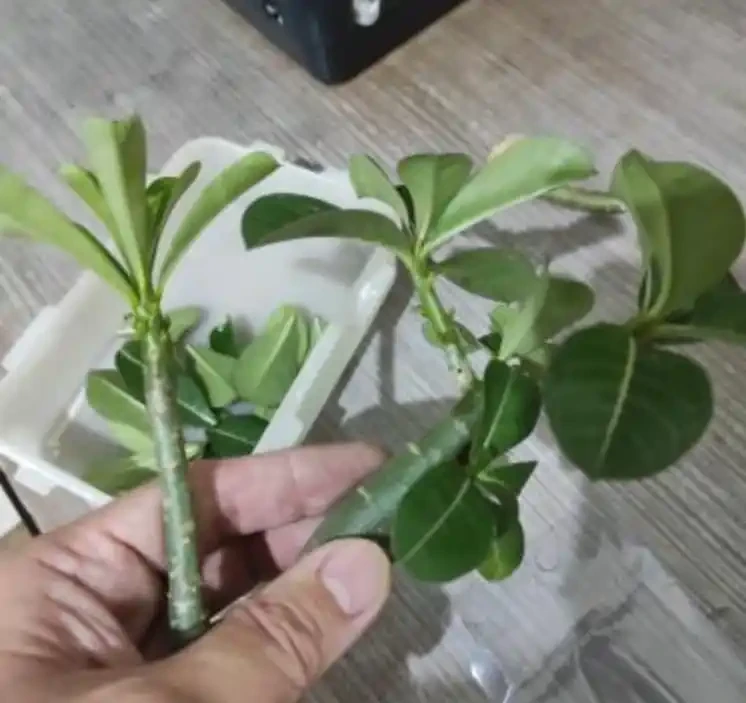沙漠玫瑰枝條插枝指南,做好4點,來年可收穫多盆新盆栽