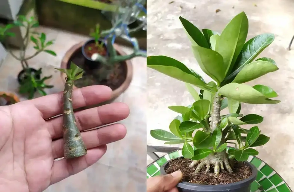 沙漠玫瑰枝條插枝指南,做好4點,來年可收穫多盆新盆栽