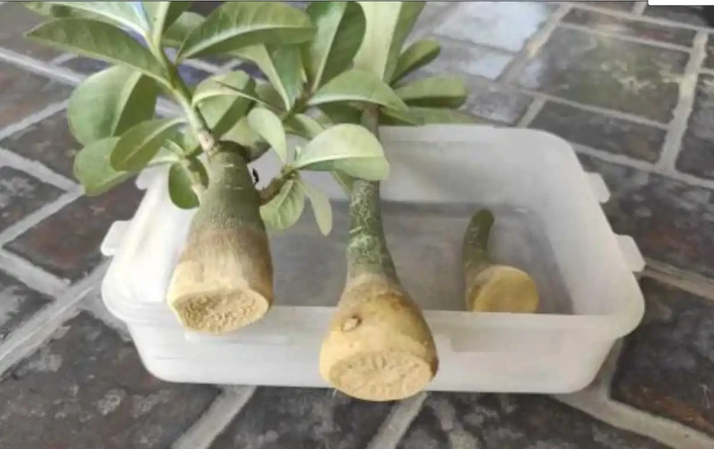沙漠玫瑰枝條插枝指南,做好4點,來年可收穫多盆新盆栽