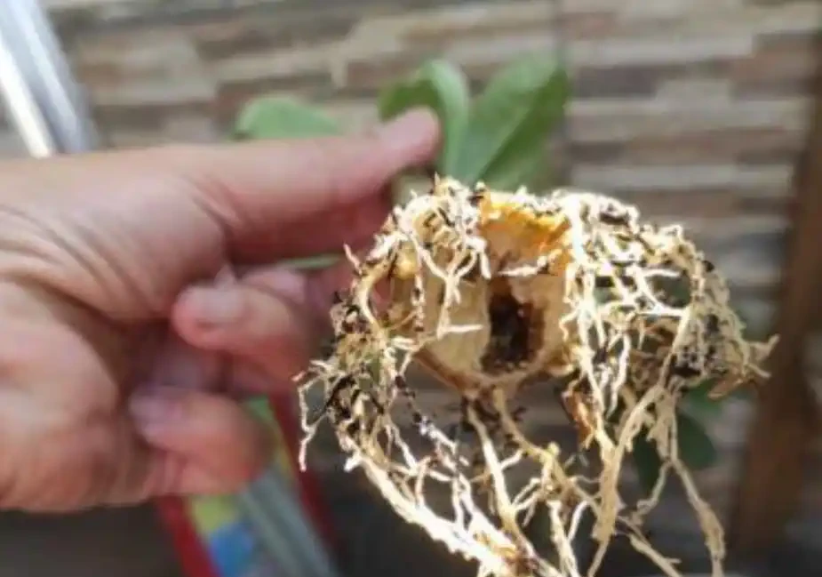 沙漠玫瑰枝條插枝指南,做好4點,來年可收穫多盆新盆栽