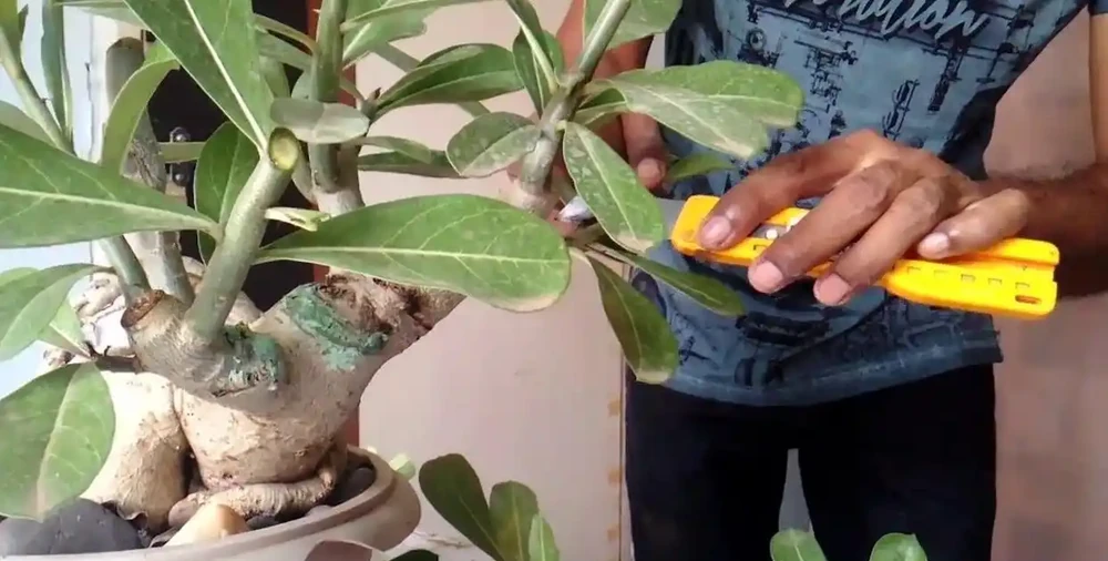 沙漠玫瑰枝條插枝指南,做好4點,來年可收穫多盆新盆栽