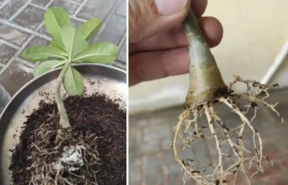 沙漠玫瑰枝條插枝指南,做好4點,來年可收穫多盆新盆栽