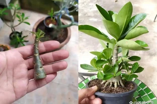 沙漠玫瑰枝條插枝指南，做好4點，來年可收穫多盆新盆栽