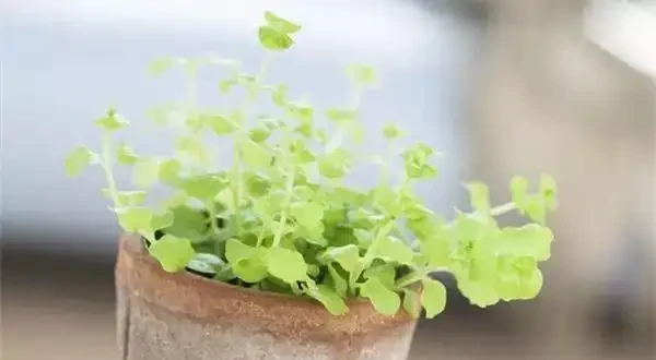 家裡養花,只要準備3種肥料就夠了