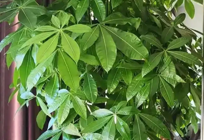怎麼讓發財樹變得綠油油的?簡單3招,葉片翠綠,株型高大
