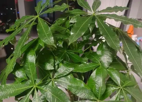 怎麼讓發財樹變得綠油油的?簡單3招,葉片翠綠,株型高大