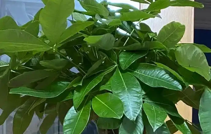 怎麼讓發財樹變得綠油油的?簡單3招,葉片翠綠,株型高大