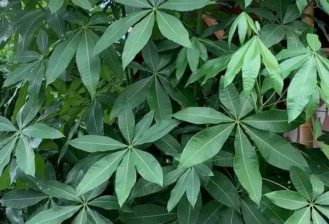 怎麼讓發財樹變得綠油油的?簡單3招,葉片翠綠,株型高大