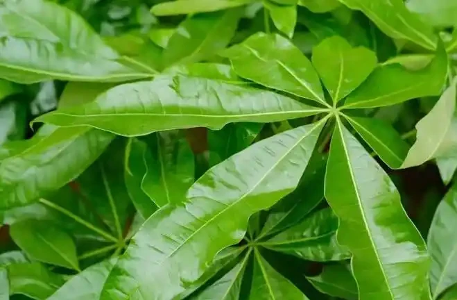 怎麼讓發財樹變得綠油油的?簡單3招,葉片翠綠,株型高大