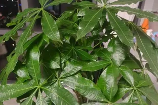 怎麼讓發財樹變得綠油油的？簡單3招，葉片翠綠，株型高大