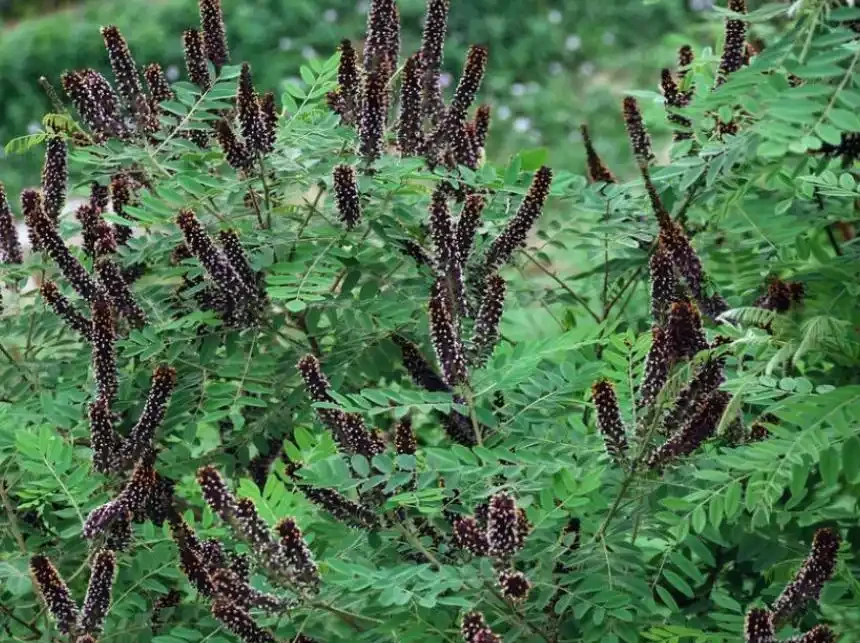 硫酸亞鐵不適合什麼植物