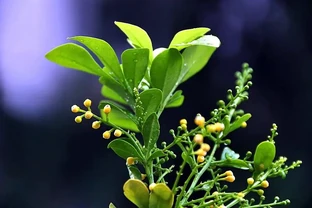 硫酸亞鐵可以澆哪些植物