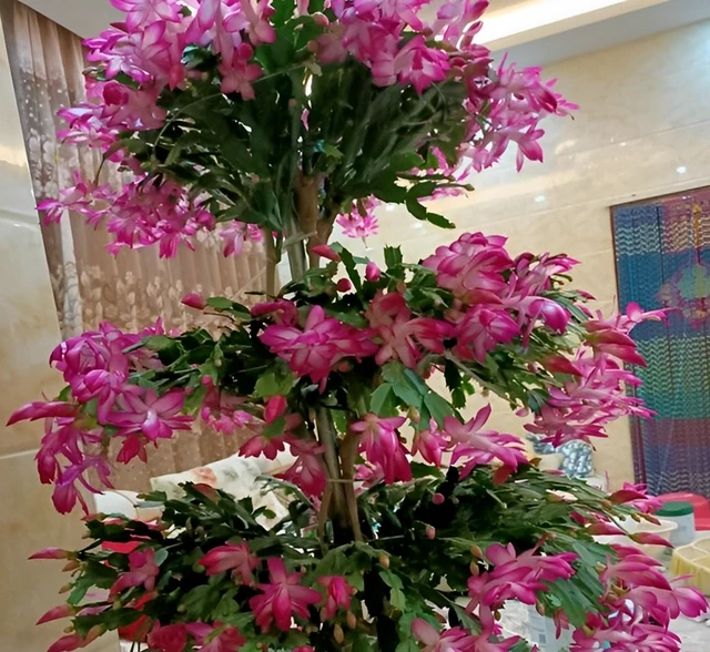 螃蟹蘭被冷風吹，葉片「軟綿綿」，3個方法來解決，讓葉片硬如鋼