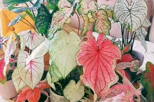 8種「健康花」，客廳一放，毒「氣體」吸光光，家人多活十年