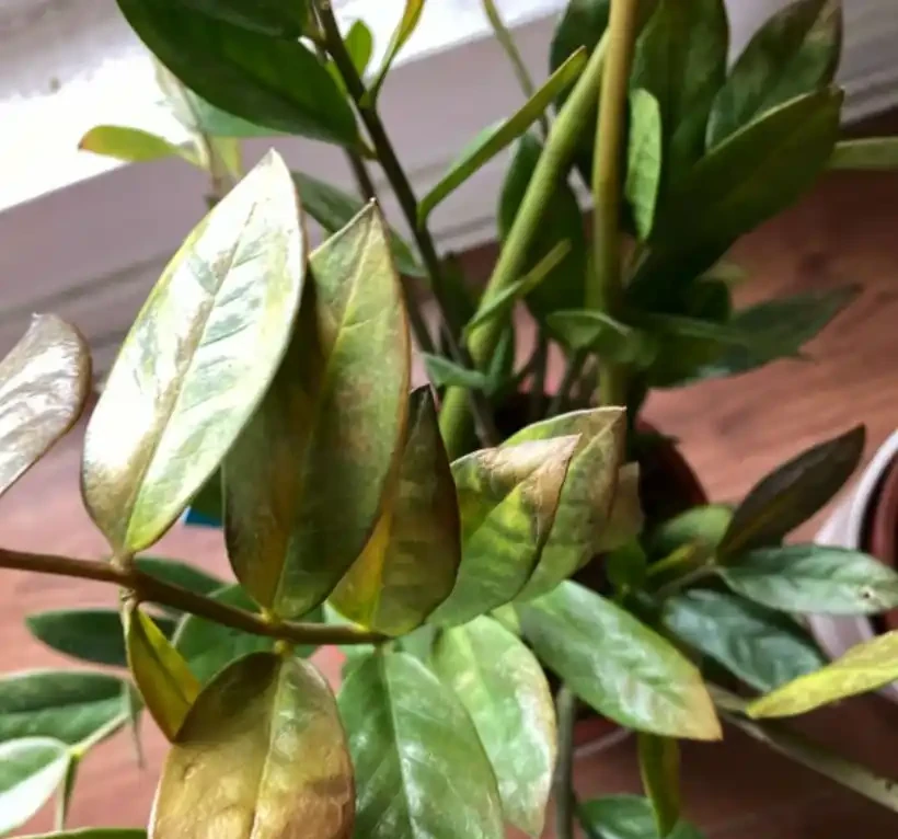 雪鐵芋葉子發黃一般就這六種情況,這些方法可以讓葉子恢復翠綠