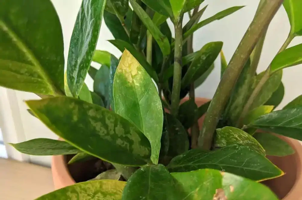 雪鐵芋葉子發黃一般就這六種情況,這些方法可以讓葉子恢復翠綠