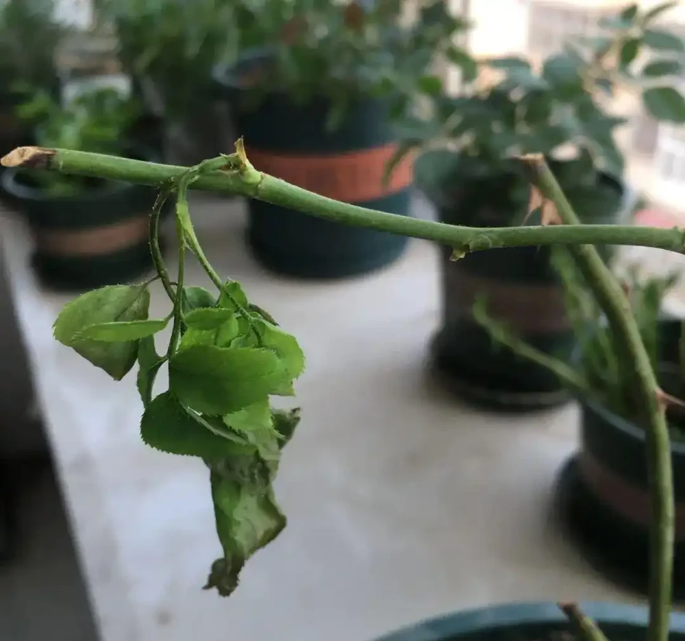 一定要搞清楚花卉萎蔫這5種情況,對症下藥!