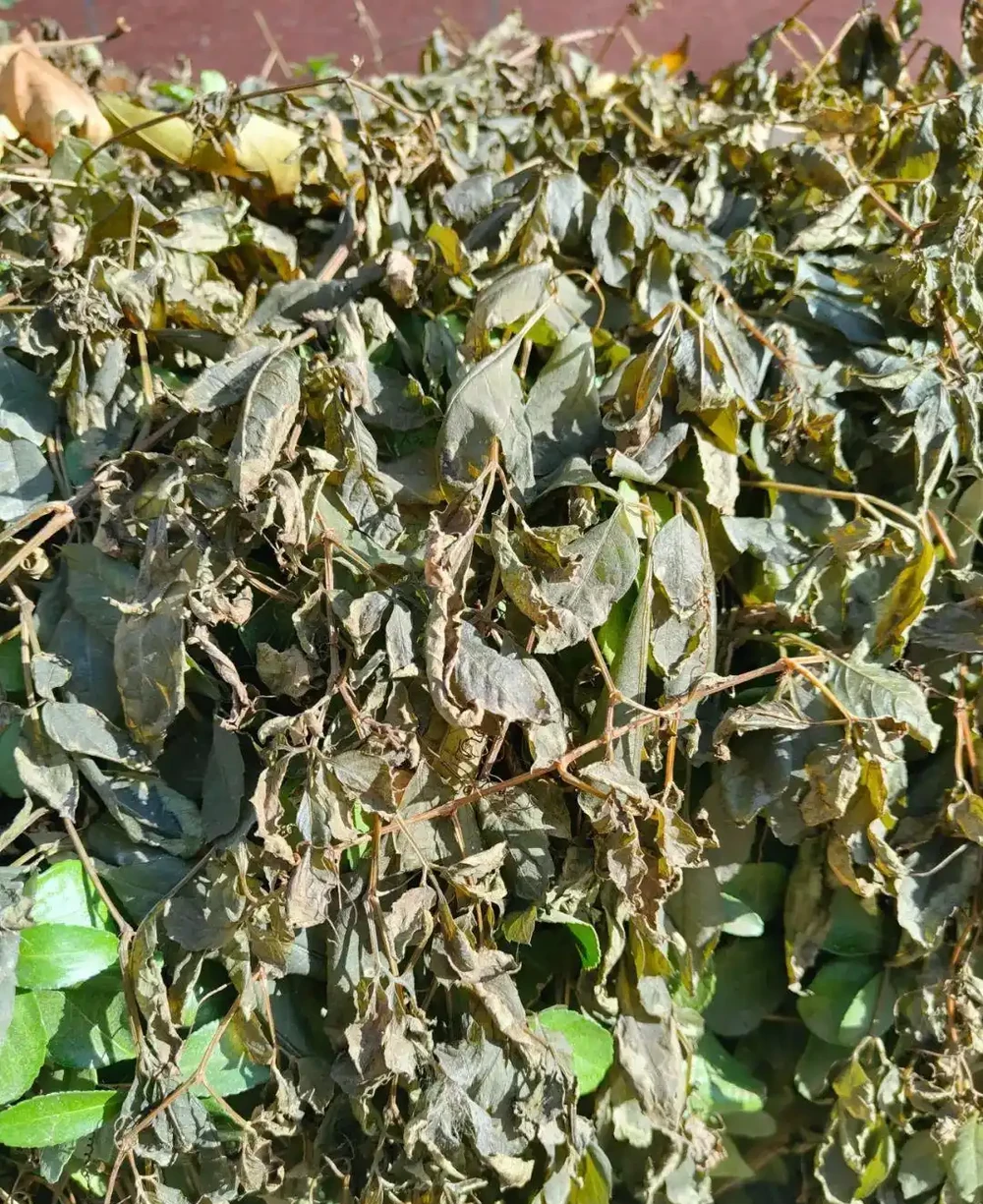 一定要搞清楚花卉萎蔫這5種情況,對症下藥!