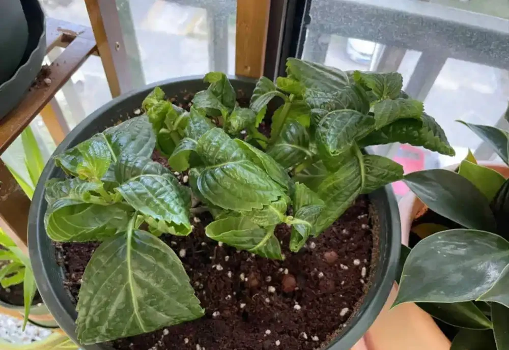 一定要搞清楚花卉萎蔫這5種情況,對症下藥!
