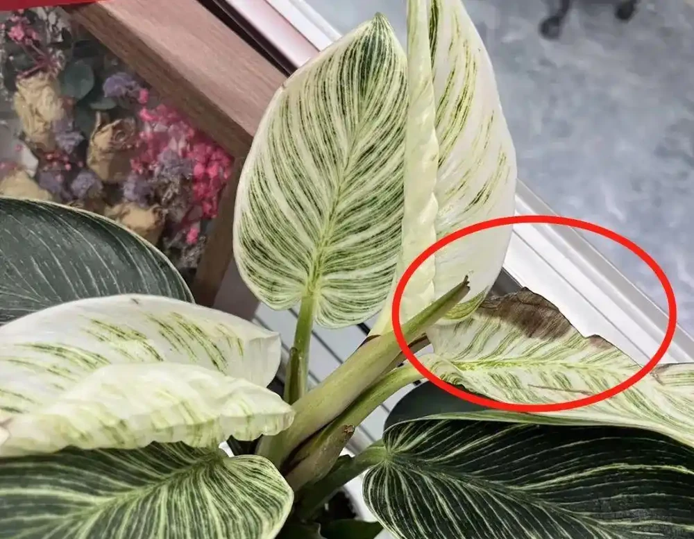 盤點花卉焦尖的4大原因｜附解決辦法，讓花卉葉子綠油油