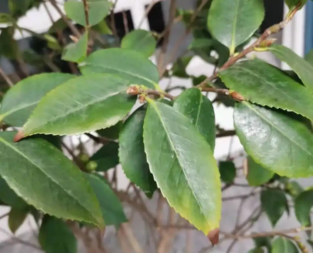 盤點花卉焦尖的4大原因｜附解決辦法，讓花卉葉子綠油油