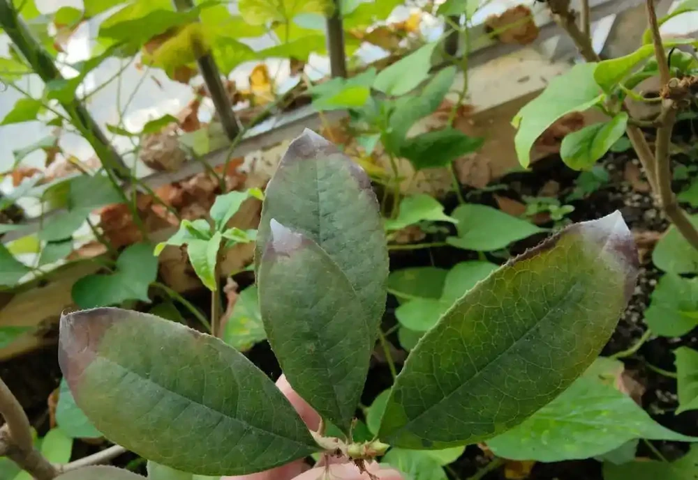 盤點花卉焦尖的4大原因｜附解決辦法，讓花卉葉子綠油油