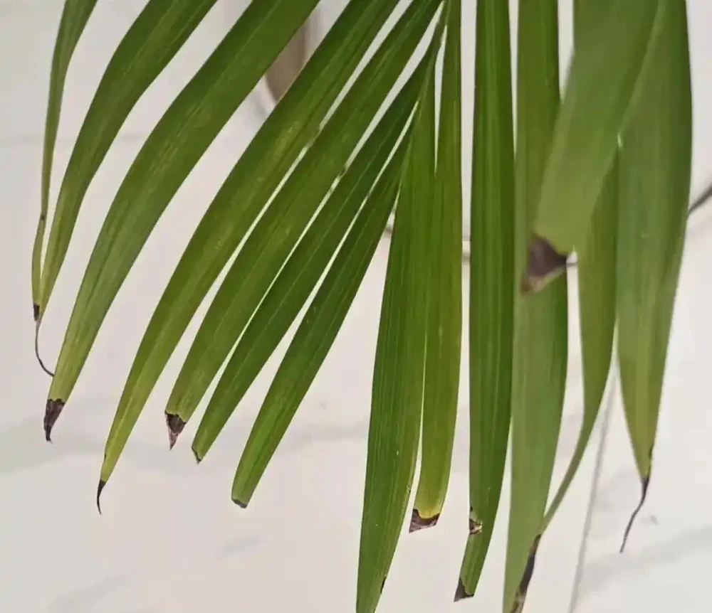 盤點花卉焦尖的4大原因｜附解決辦法，讓花卉葉子綠油油