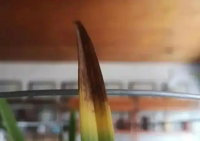 盤點花卉焦尖的4大原因｜附解決辦法，讓花卉葉子綠油油
