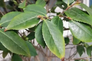 盤點花卉焦尖的4大原因｜附解決辦法，讓花卉葉子綠油油