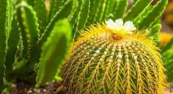 仙人掌球掰下來直接種行嗎