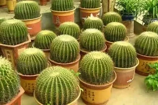 仙人掌球掰下來直接種行嗎