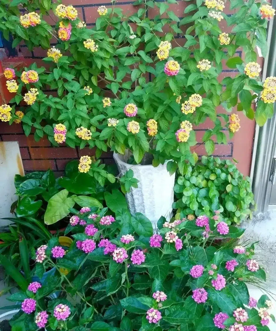 10種「永生花」,四季都開花,客廳養一盆,見了「愛死它」!