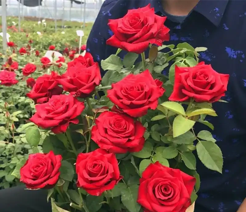 10種「永生花」,四季都開花,客廳養一盆,見了「愛死它」!