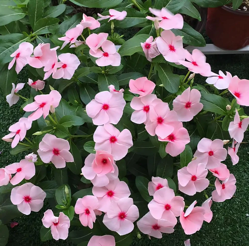 10種「永生花」,四季都開花,客廳養一盆,見了「愛死它」!