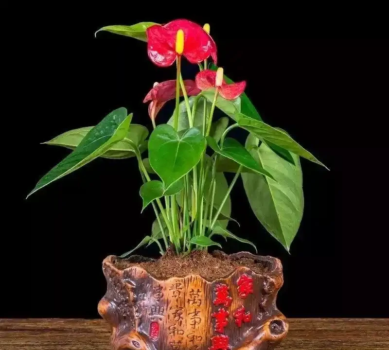 10種「永生花」,四季都開花,客廳養一盆,見了「愛死它」!