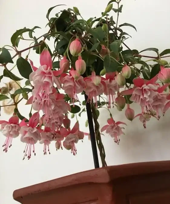 10種「永生花」,四季都開花,客廳養一盆,見了「愛死它」!