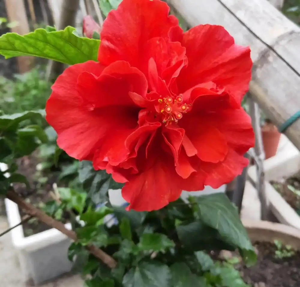 10種「永生花」,四季都開花,客廳養一盆,見了「愛死它」!