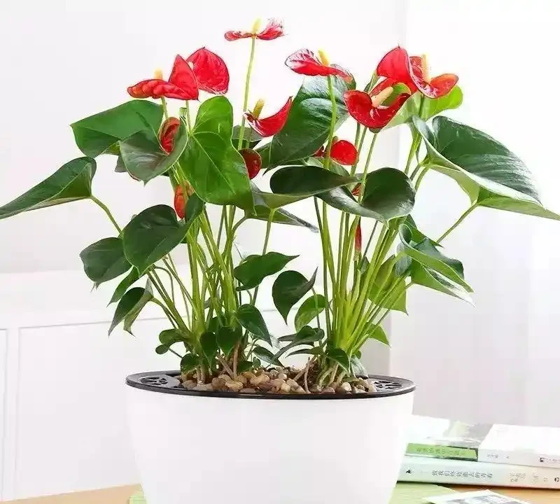 10種「永生花」,四季都開花,客廳養一盆,見了「愛死它」!