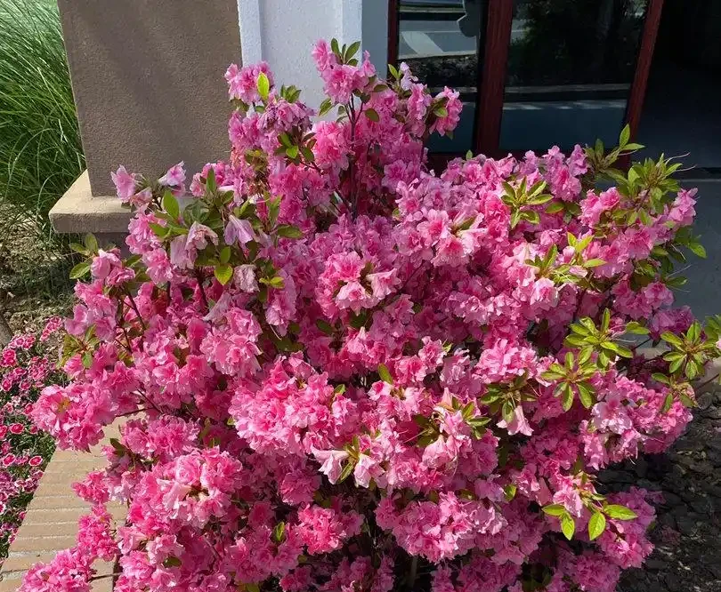 10種「永生花」,四季都開花,客廳養一盆,見了「愛死它」!