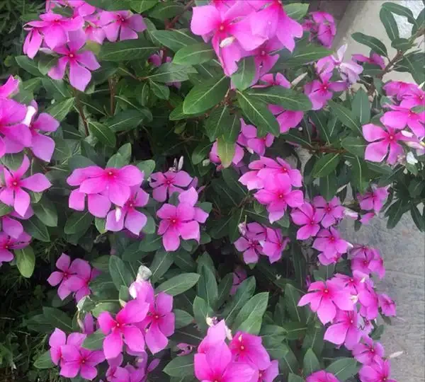 10種「永生花」,四季都開花,客廳養一盆,見了「愛死它」!